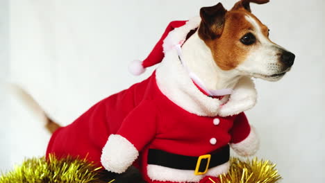 excited jack russell terrier in red santa costume wagging its tail, close-up