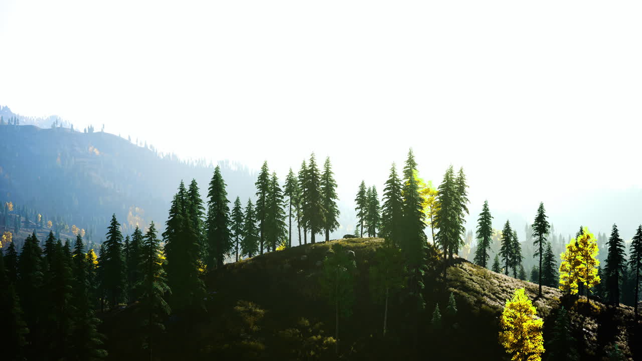 Lush green hillside with trees illuminated by soft sunlight in nature