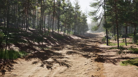 Colorado-trail-among-the-pine-trees-with-the-mountains