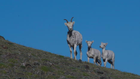 Mutter-Dall-Schaf-Mit-Zwei-Lämmern-Auf-Dem-Berg-Gegen-Blauen-Himmel