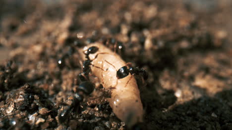 closeup macro view of a team of ants moving a slug