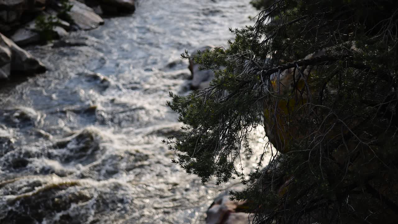 Raging river in the background of a beautiful green evergreen tree in ...