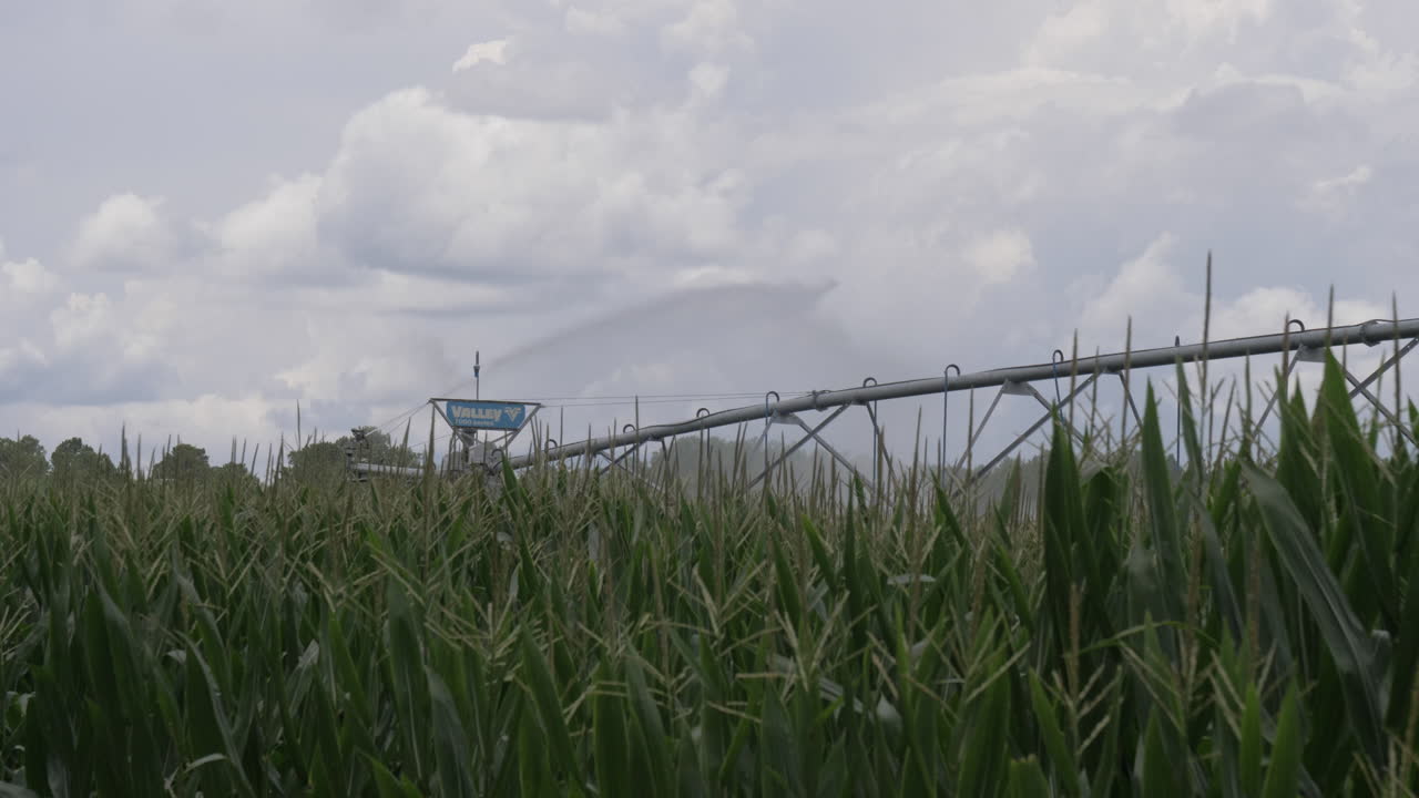 Wide shot of corn field being watered by pivot irrigation system