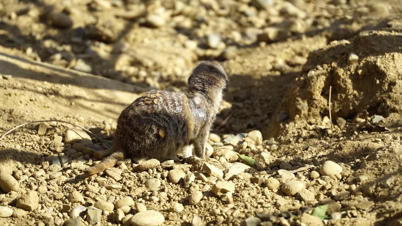 Lonely and scared Meerkat looking around its new home