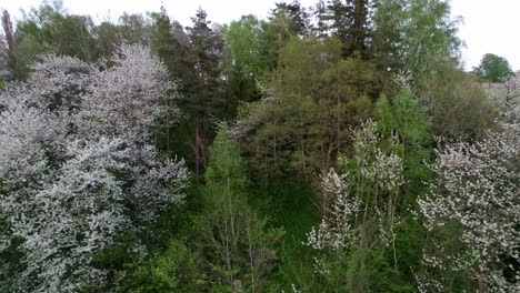 White-Cherry-blossom-trees-in-the-evening