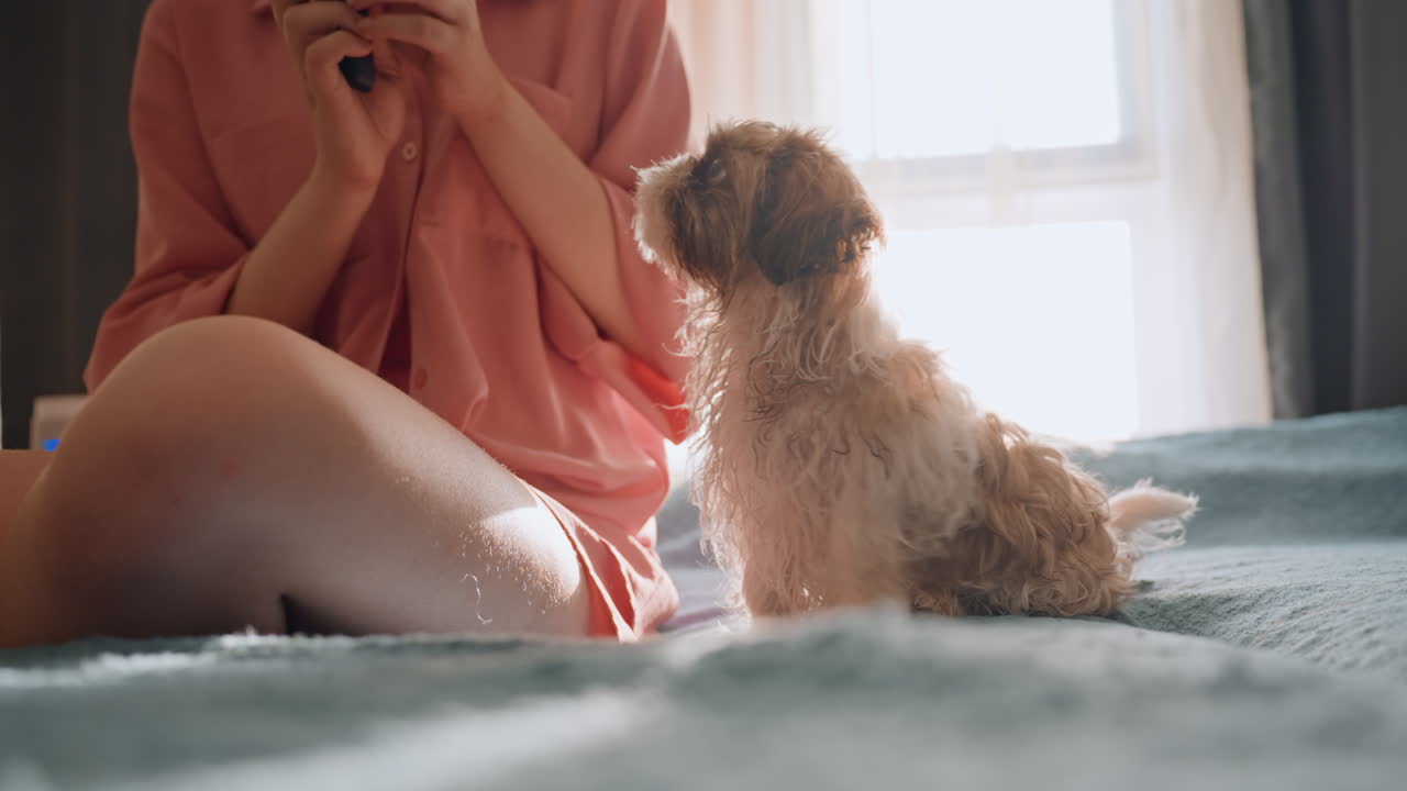 Indoor Scene Of Woman Training Playful Puppy, Woman Rewards And Brushes Cheerful Puppy During Indoor Play Time, Woman Gently Brushes And Trains Her Energetic Puppy With Treats Indoors