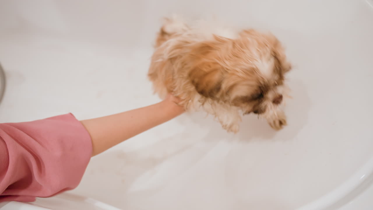 Cute Puppy Bath, Adventurous Puppy Investigating Shower Area, Furry Puppy Cautiously Discovering Edge Of Bathtub, Small Dog Gently Examined By Owner During Indoor Bath Time Adventure