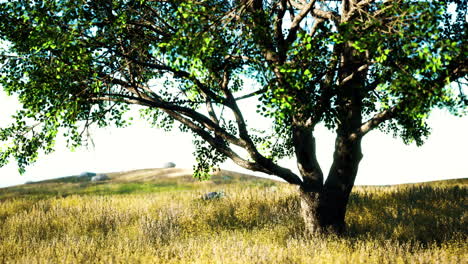 landscape with a hill and a single tree at sunrise with warm light