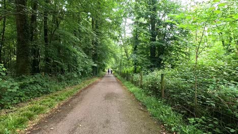 a serene walk through lush green forest