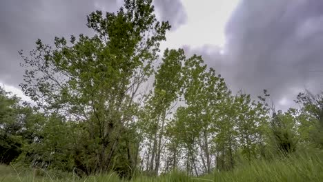 timelapse taken from a bugs eye view of trees in a storm with clouds