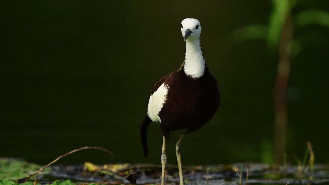 Una bellissima Jacana dalla coda di fagiano selvatica si bilancia con grazia su un tronco galleggiante, stando all'erta mentre è circondata da uno spesso strato di lenticchia d'acqua verde.