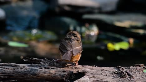 the abbot’s babbler is found in the himalayas to south asia and the southeast asia