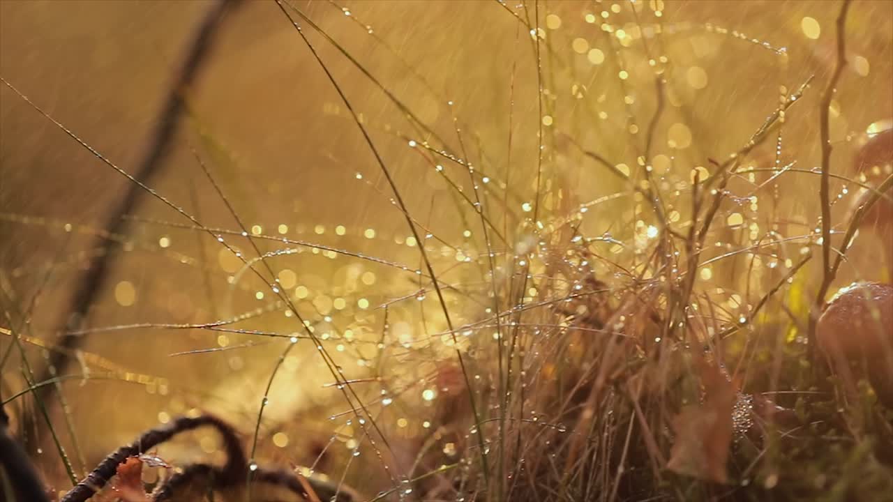 비가 오는  ⁇ 빛이 비는 숲에서  ⁇ 의 아가릭의 armillaria 버섯.