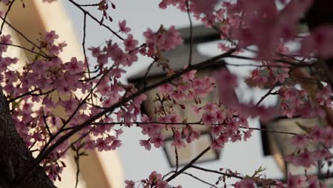 Close-up-of-early-cherry-blossoms-blowing-in-the-wind-in-Tokyo-Japan