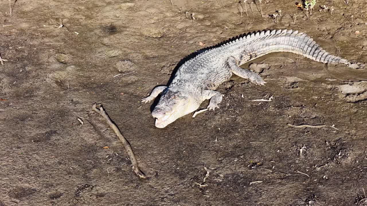 A saltwater crocodile lies motionless on a sunlit, muddy riverbank in Port Douglas, Australia, showcasing its textured scales