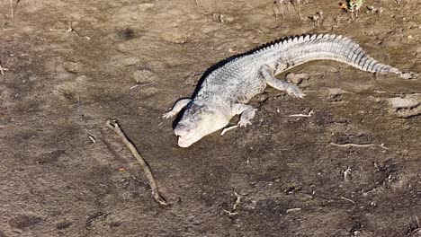 a saltwater crocodile lies motionless on a sunlit, muddy riverbank in port douglas, australia, showcasing its textured scales