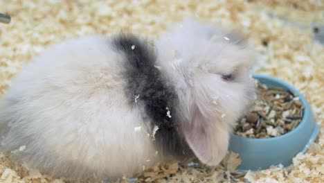 fluffy rabbit eating food in a cage