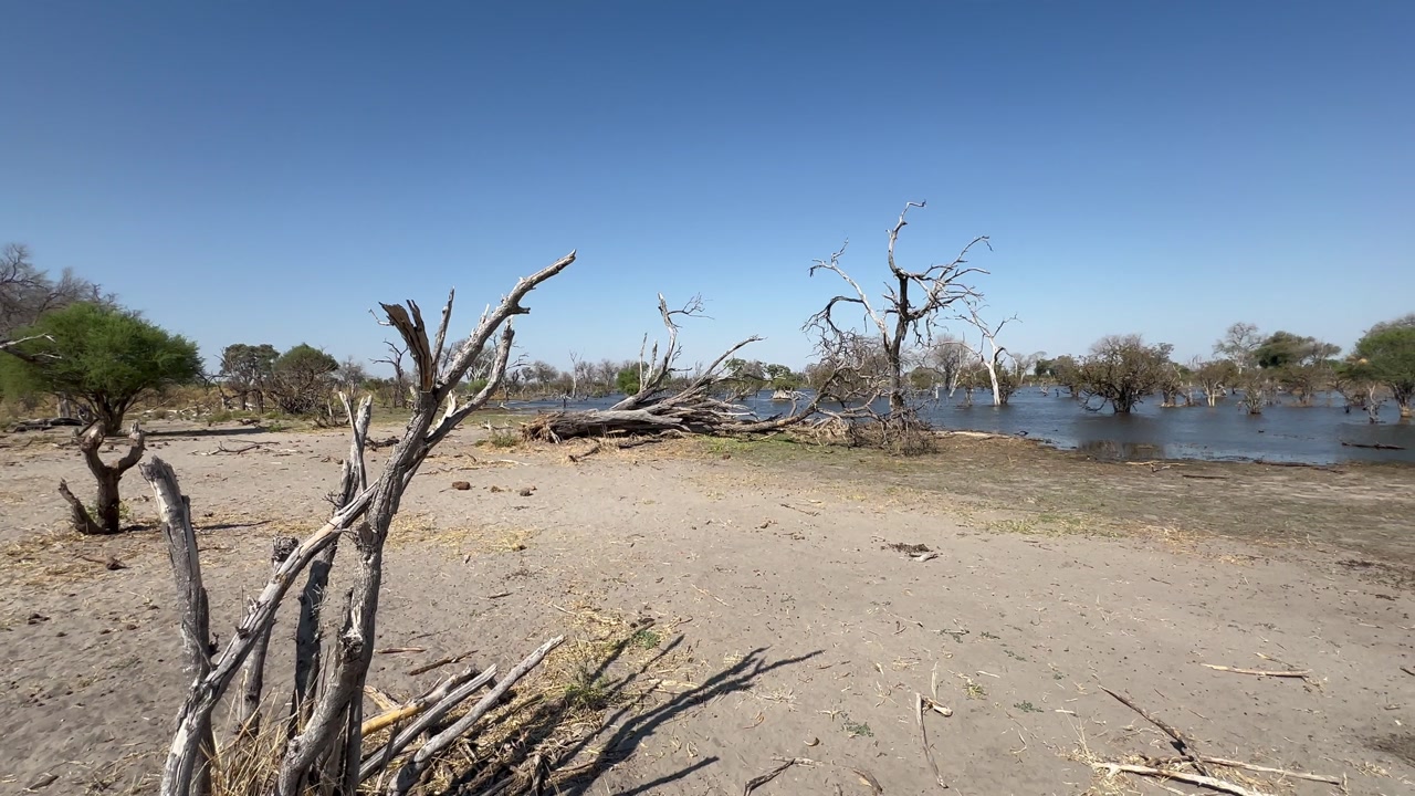 Landscape with Dried trees in the Okavango Delta. Botswana.