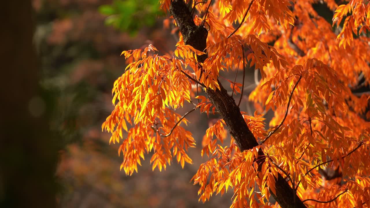The Colorful Autumn Leaves in Aichi, Japan