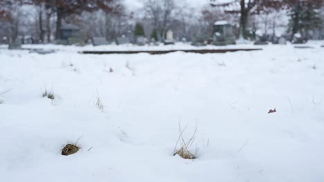 rose falling in snow at cemetery