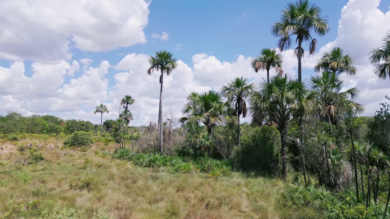 Paesaggio del Cerrado brasiliano che mostra vegetazione degradata con letto del fiume asciutto e palme buriti e babassu sotto un cielo nuvoloso, a illustrare la perdita di habitat e l'impatto ambientale