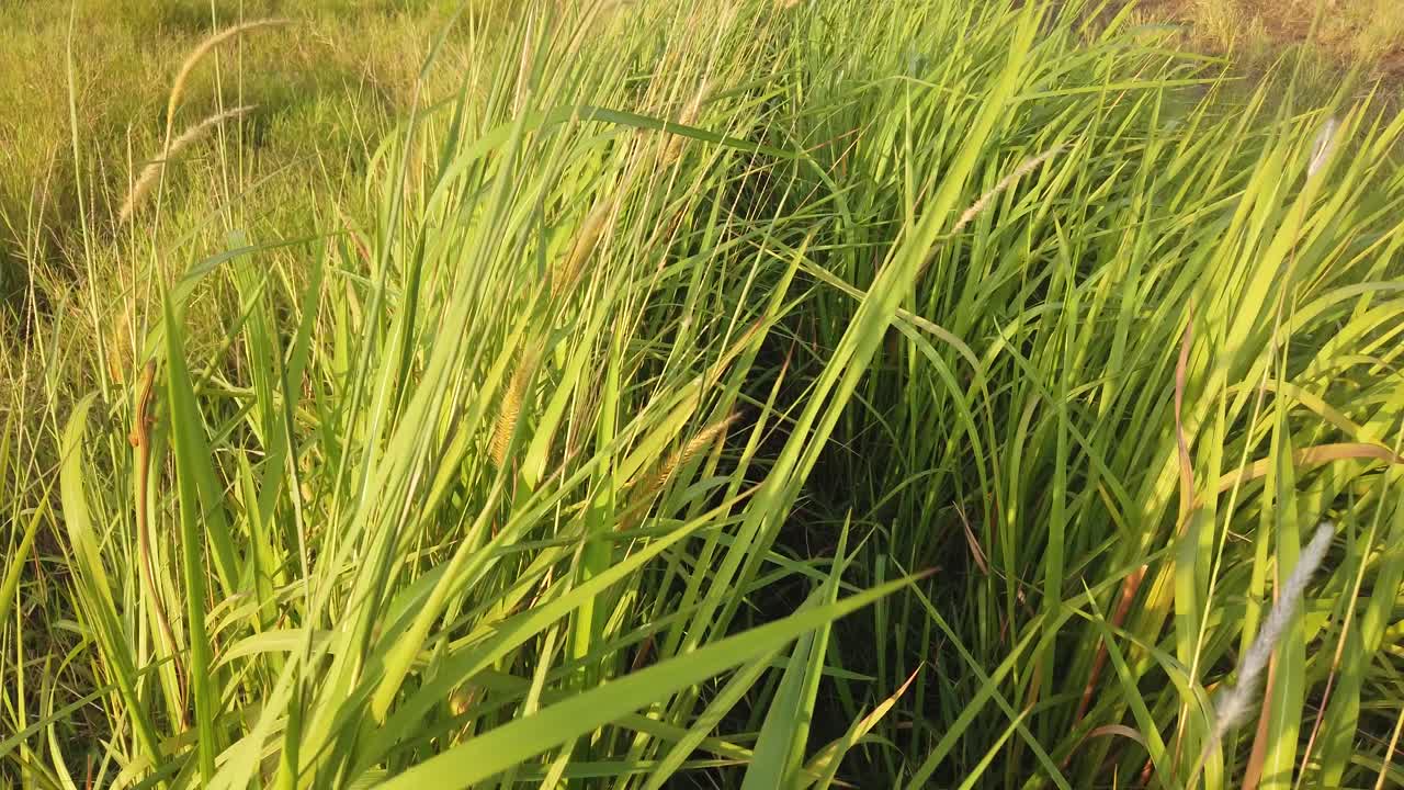la maleza arrastrada por el viento durante el día