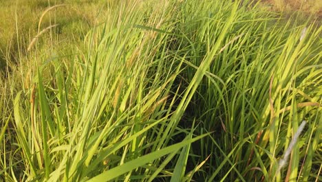 the-weeds-blown-by-the-wind-during-the-day