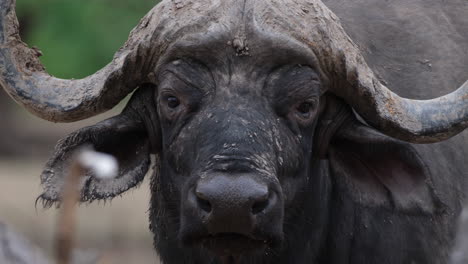 close-up of dirty cape buffalo with big curved horn