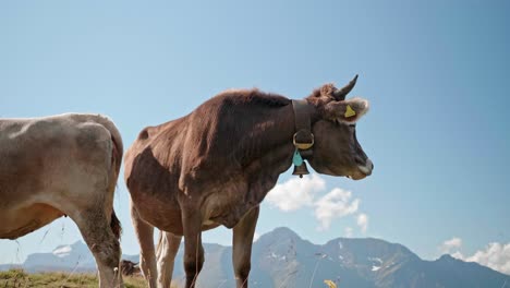 Kühe-In-Den-Schweizer-Alpen-Im-Sommer-In-Zeitlupe