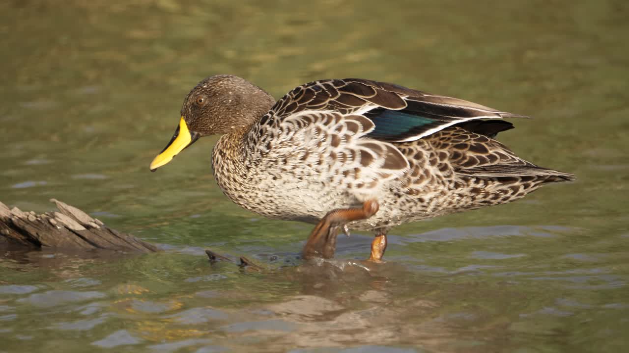 Anatra africana dal becco giallo si scrolla l'acqua e si arruffa le piume su un tronco nel fiume.