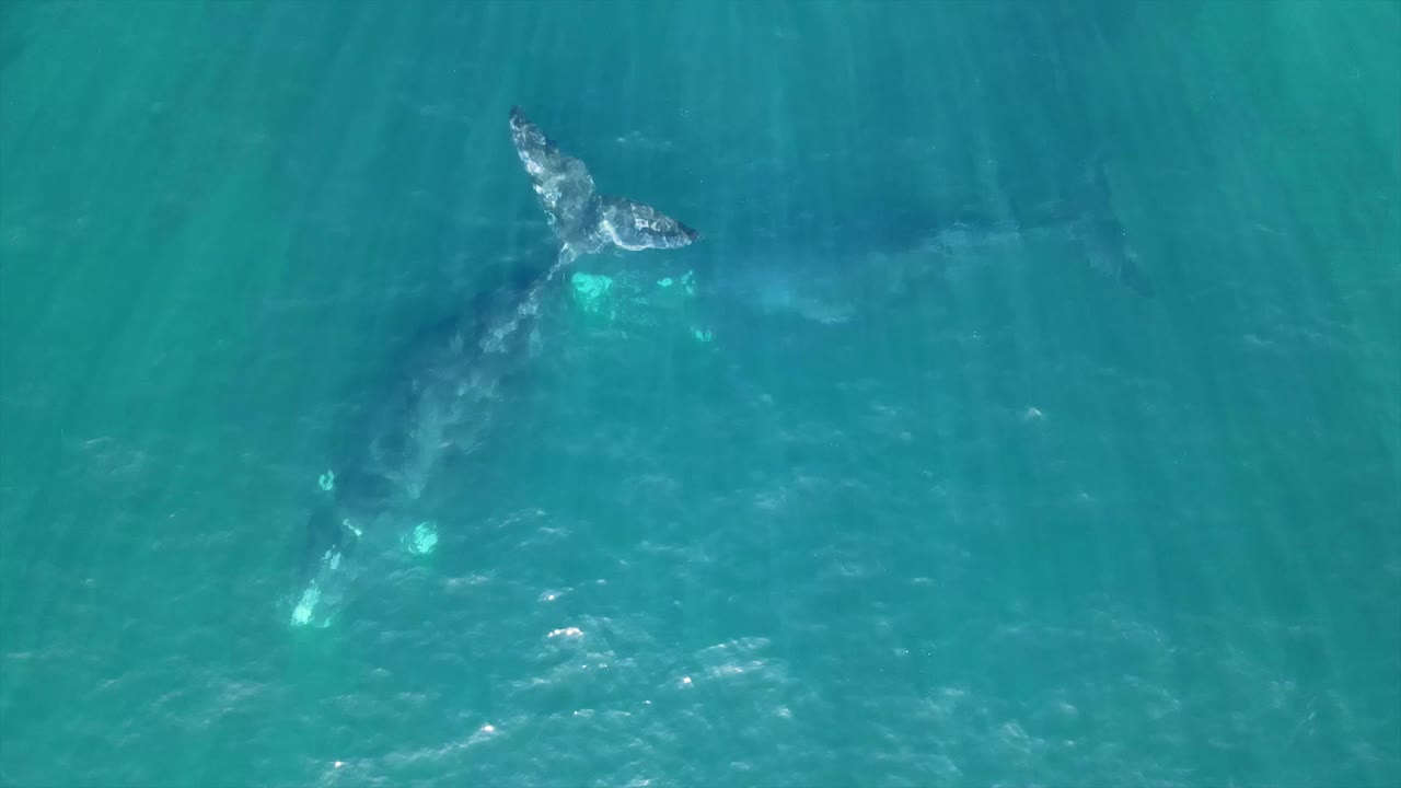 남쪽 참고래 남아프리카 공화국