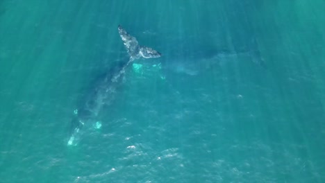 Ballenas-Francas-Australes-Sudáfrica