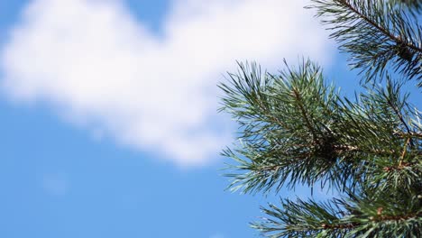 pine branches swaying under a clear blue sky