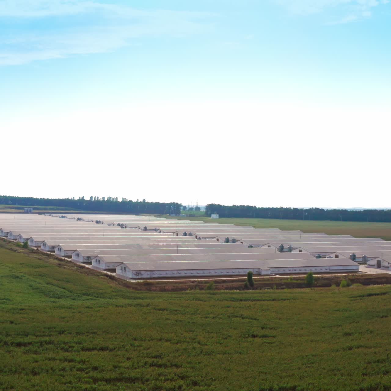 Two rows of big white barns in the territory of modern agricultural farm. Warehouses at the backdrop of green forest