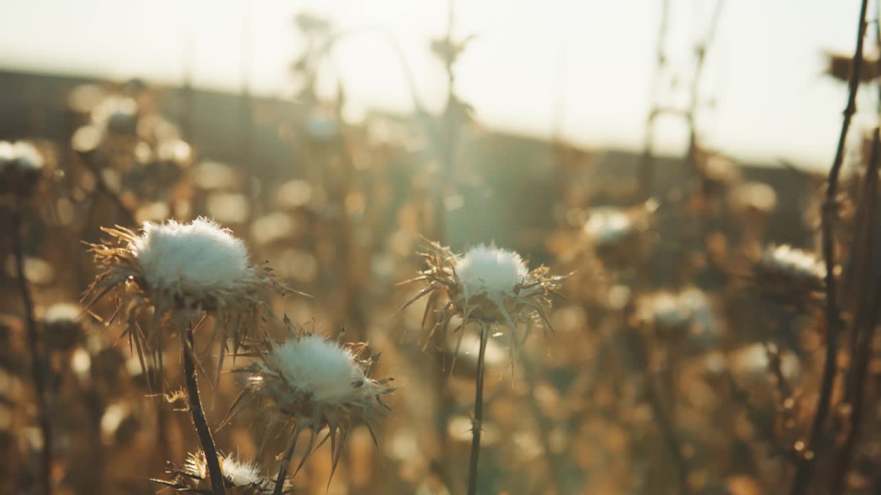 flores de cardo seco durante la puesta de sol en verano al aire libre