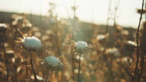 dry thistle flowers during sunset in summer outdoors