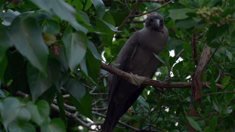 un booby oscuro y de patas rojas se sienta en la rama de un árbol en little cayman en las islas caimán