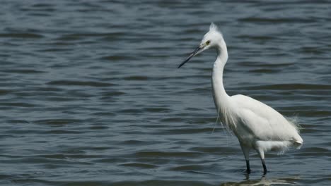 walking to the left with its feathers puffing blown by the wind while foraging, little egret egretta garzetta, thailand