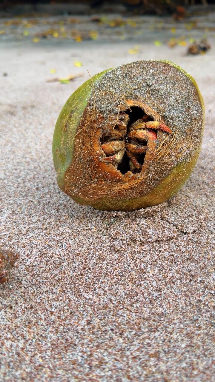 Hermit Crab Emerging from Coconut Husk on Beach. Hermit crab partially emerging from hollow green coconut husk on sandy beach, claws and legs visible, bokeh background, Costa Rica