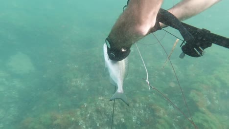 spearfisher catches fish with the harpoon in the mediterranean sea