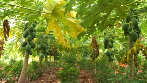 buena papaya en el árbol de papaya en india