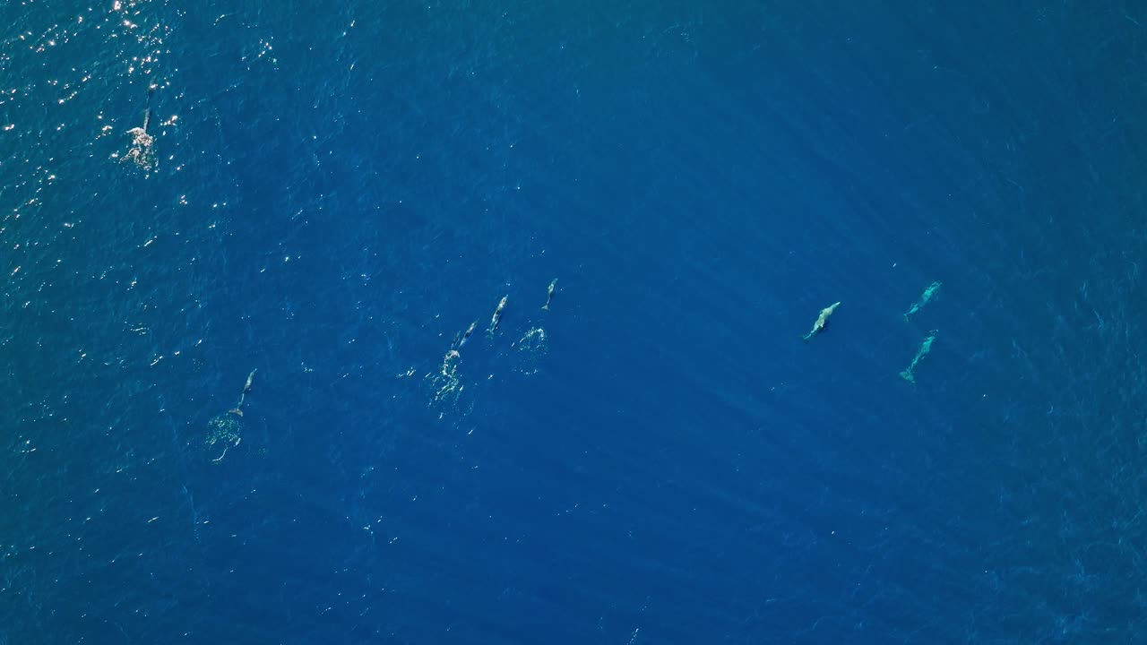파란색 카리브 해에서 헤엄치는 돌고래의 높은 위에서 아래로 공중 사진