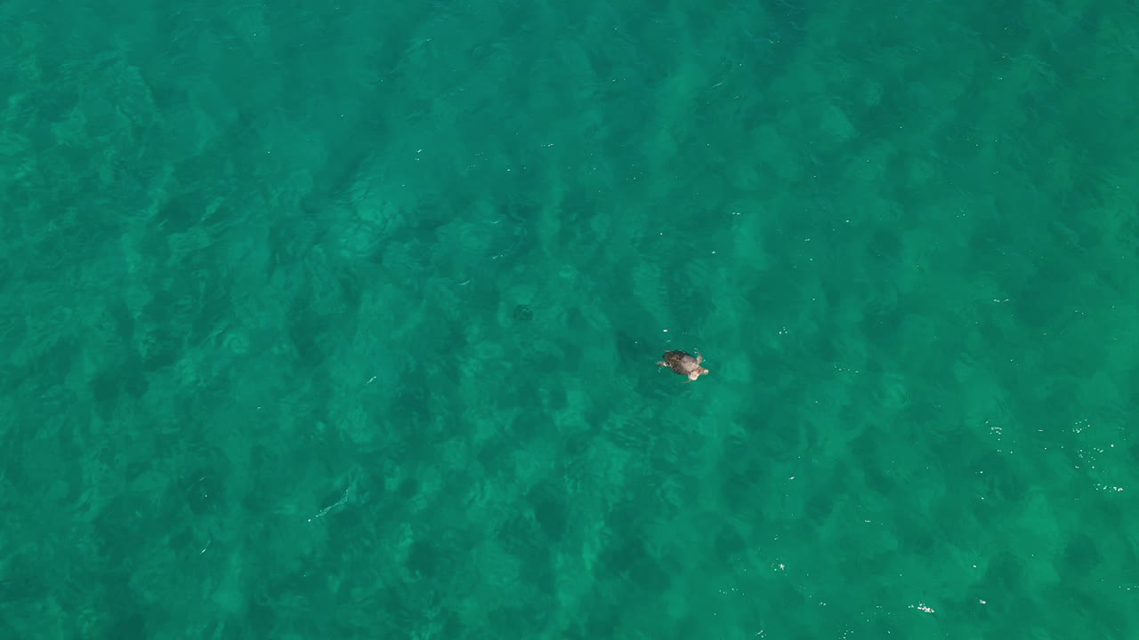 바다에 떠 있는 죽은 거북이 시체, 인간의 영향, 공중 하향식 보기