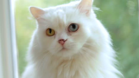 Hauskatze-Mit-Vollständiger-Heterochromie.-Weiße-Katze-Mit-Verschiedenfarbigen-Augen-Sitzt-Am-Fenster.