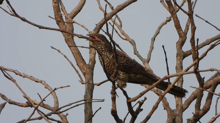 Koel asiatico su un albero in attesa di cibo.