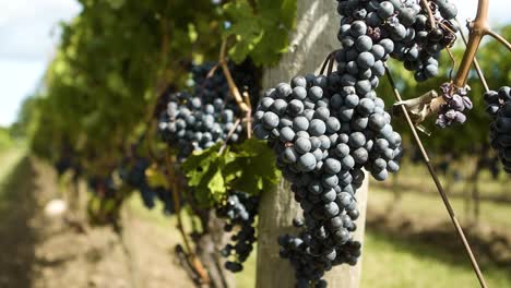 close up of a purple grapes moving in the wind in a vineyard