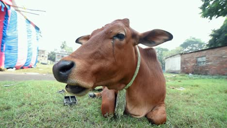 brown cow chewing grass on ground, wide close up shot of cow's mouth and face