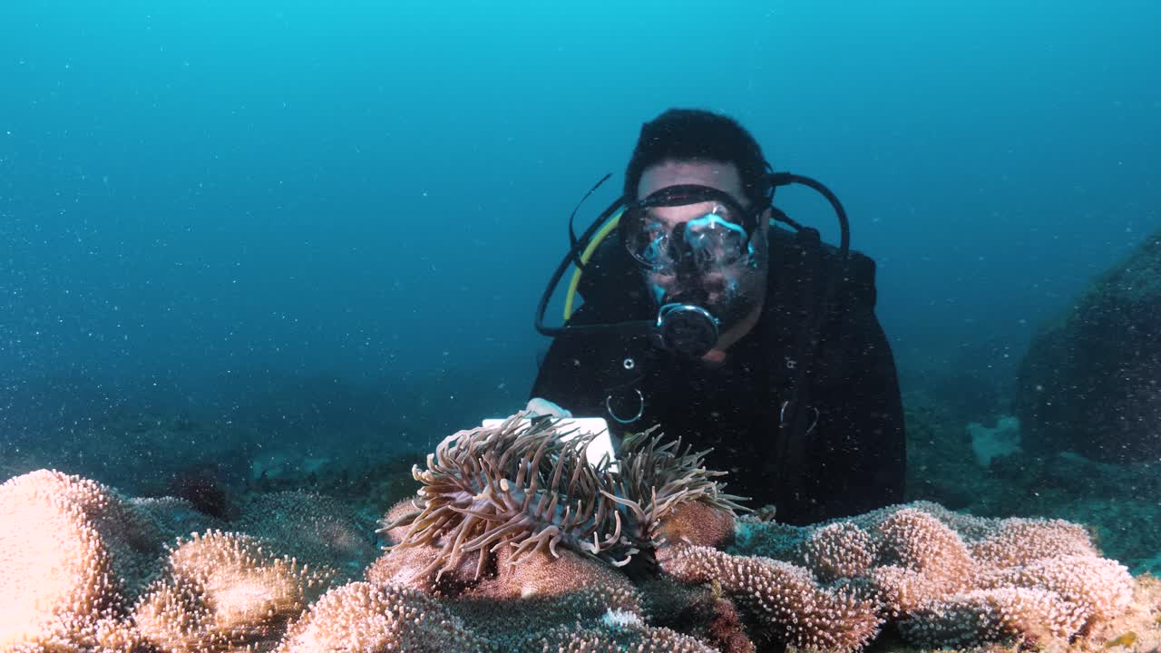un científico marino observa un pez anémona en lo profundo de la gran barrera de arrecifes mientras registra datos en una pizarra submarina
