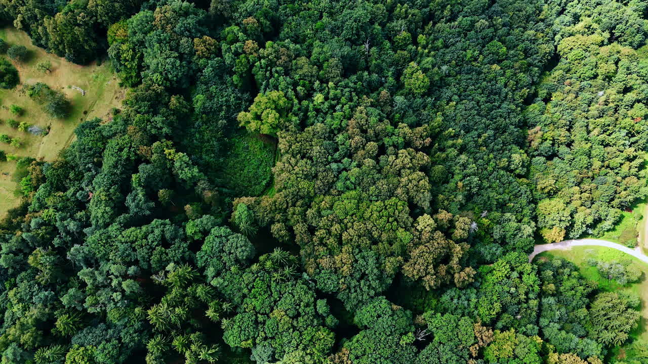 Top view dense green forest. Aerial view of dense German forest with layered tree canopy
