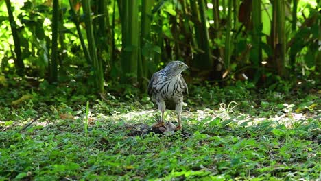 Shikra,-Der-Sich-Von-Einem-Anderen-Vogel-Auf-Dem-Boden-Ernährte,-Dieser-Raubvogel-Fing-Einen-Vogel-Zum-Frühstück-Und-Er-War-Damit-Beschäftigt-Zu-Essen,-Dann-Wurde-Er-Erschrocken-Und-Flog-Davon